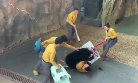 Video:Un oso negro atacó a su cuidador durante un espectáculo de osos en Parque Safari de China.