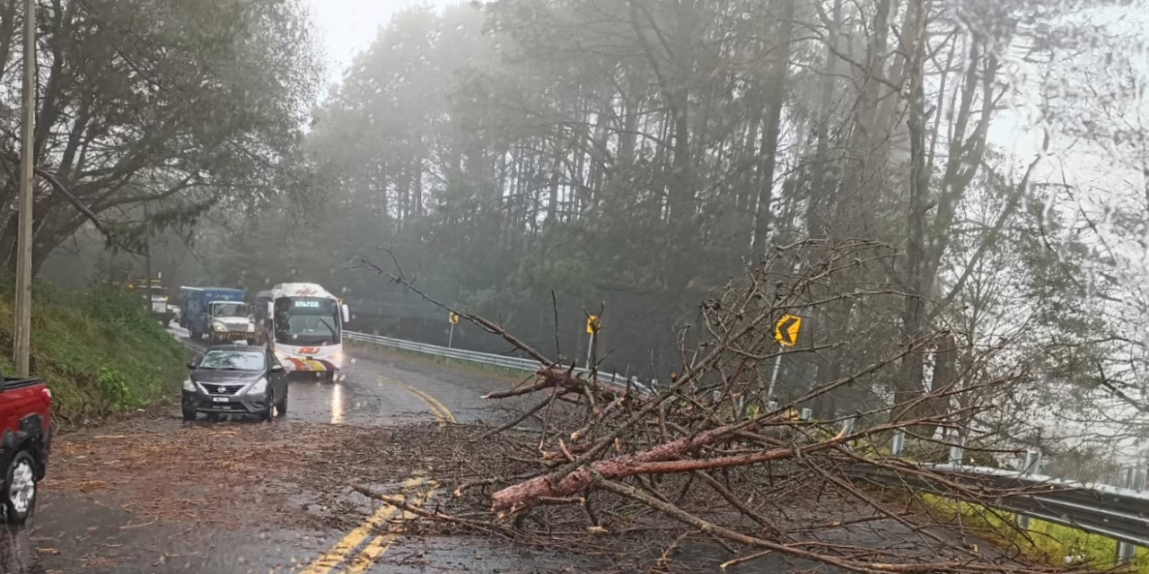 Se registra caída de árbol en la carretera Xalapa-Perote