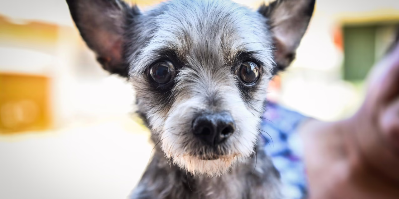 Impulsa Ayuntamiento de Xalapa el bienestar animal