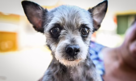 Impulsa Ayuntamiento de Xalapa el bienestar animal