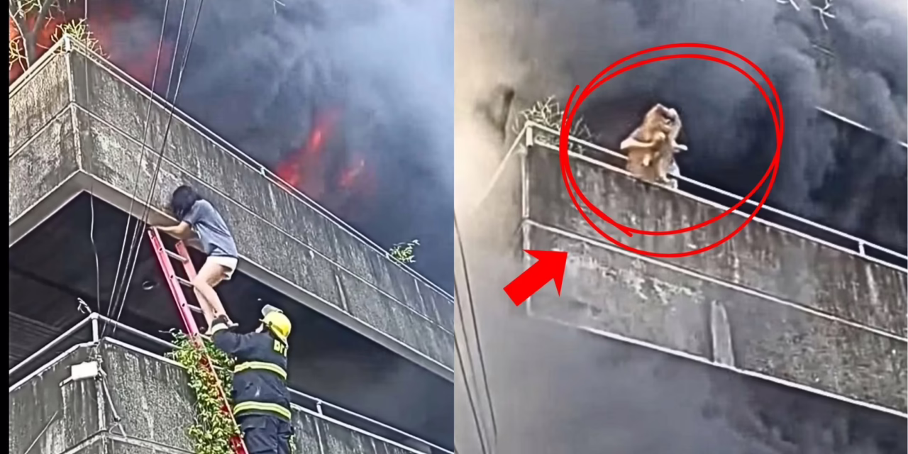 VIDEO:MUJER EN FILIPINAS SALVA A SUS PERROS DURANTE INCENDIO