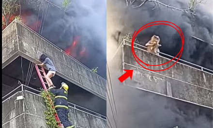 VIDEO:MUJER EN FILIPINAS SALVA A SUS PERROS DURANTE INCENDIO