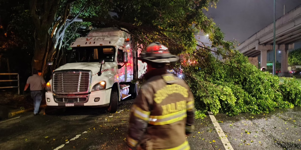Cae árbol sobre tráiler en la carretera Xalapa–Veracruz, a la altura de Plaza Américas