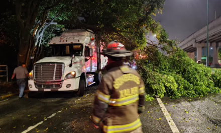 Cae árbol sobre tráiler en la carretera Xalapa–Veracruz, a la altura de Plaza Américas