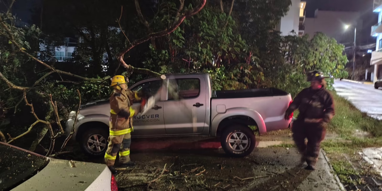 Caída de árbol aplasta camioneta en la colonia Sipeh Animas; no se reportan heridos