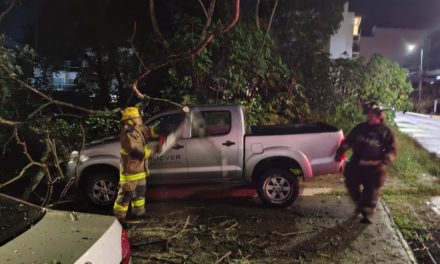 Caída de árbol aplasta camioneta en la colonia Sipeh Animas; no se reportan heridos