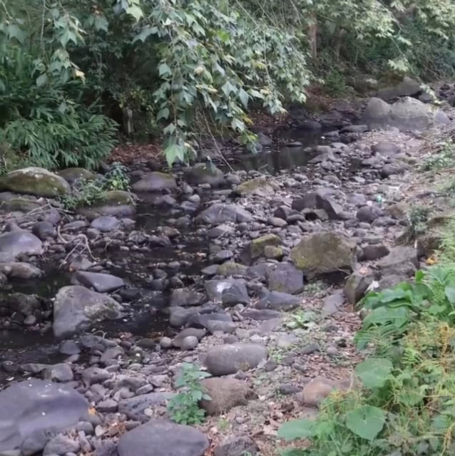 Localizan cuerpo sin vida flotando en el río Sedeño, en Xalapa