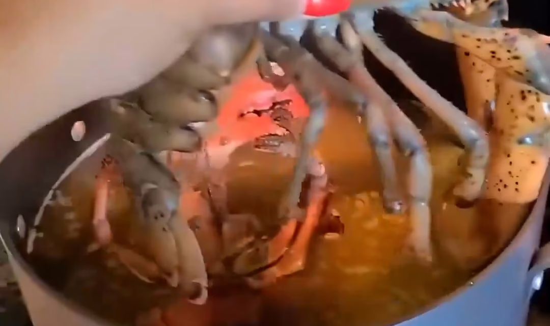 Reino Unido se sumó a Suiza, Noruega y Nueva Zelanda y prohibió la práctica de hervir a las langostas vivas para preparar un plato