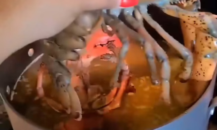 Reino Unido se sumó a Suiza, Noruega y Nueva Zelanda y prohibió la práctica de hervir a las langostas vivas para preparar un plato