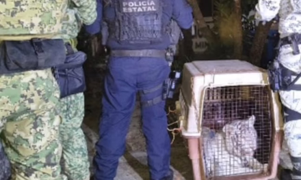 Autoridades federales y estatales aseguraron un tigre de Bengala en Coatzintla, Veracruz,
