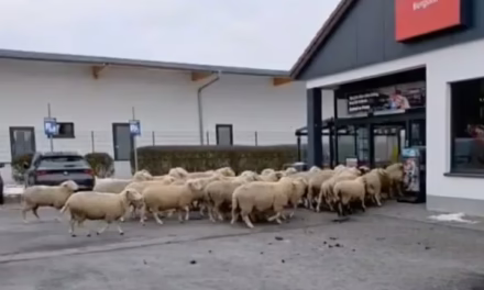 Video:Alrededor de 50 ovejas irrumpieron en un supermercado de Burgsinn, Alemania