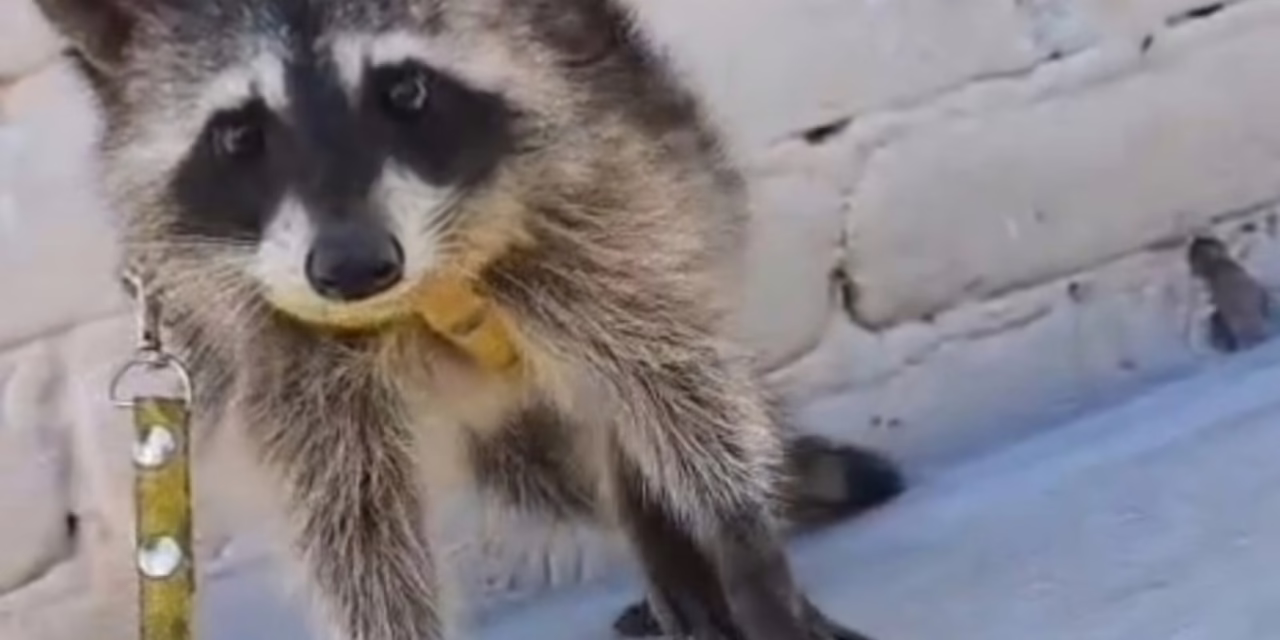 A través de un grupo de Facebook en Tehuacán se ofertó de manera ilegal la venta de un mapache