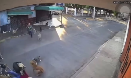 Video: Captan en video del ataque de perros contra adulta mayor en Morelos