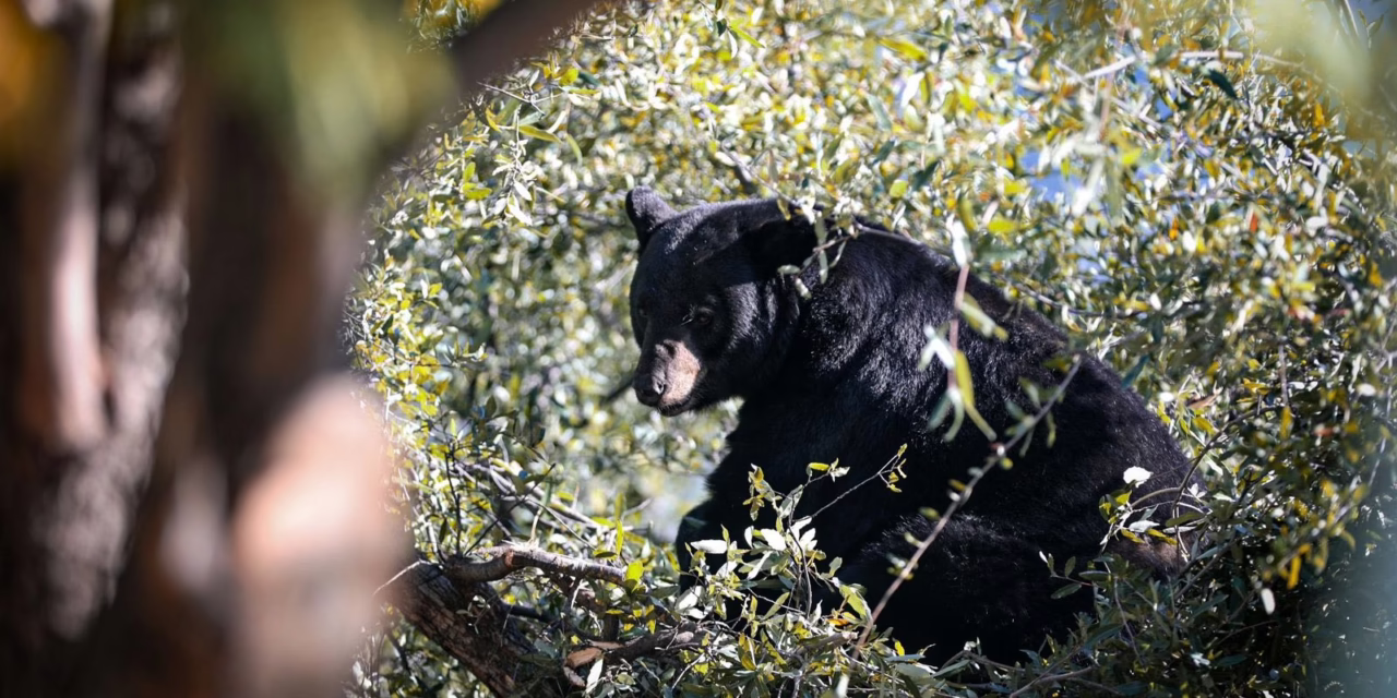 Video:Un oso negro fue capturado por personal de Parques y Vida Silvestre de Nuevo León