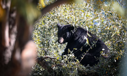 Video:Un oso negro fue capturado por personal de Parques y Vida Silvestre de Nuevo León