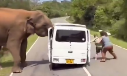 VIDEO: Terrorífico encuentro entre un elefante enfurecido y turistas en Sri Lanka