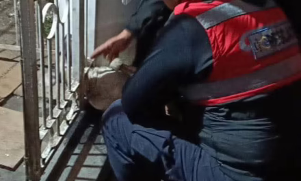 ​Bomberos de Coatepec rescatan a perrito atrapado en una reja