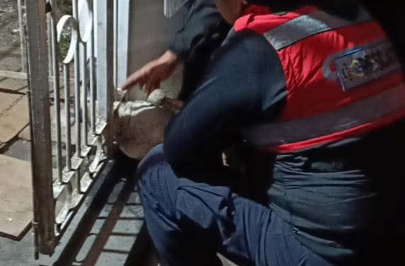 ​Bomberos de Coatepec rescatan a perrito atrapado en una reja
