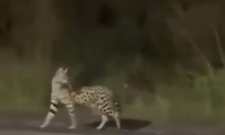 Video:Alerta en la Riviera Veracruzana por avistamiento de un gato Sérval