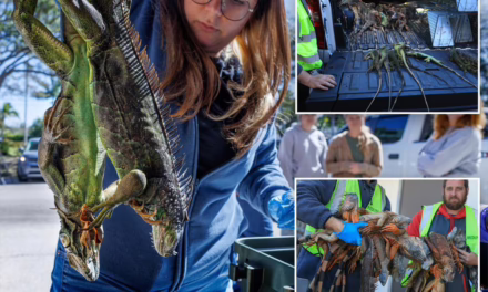 Florida se congela y las iguanas “llueven” de los árboles