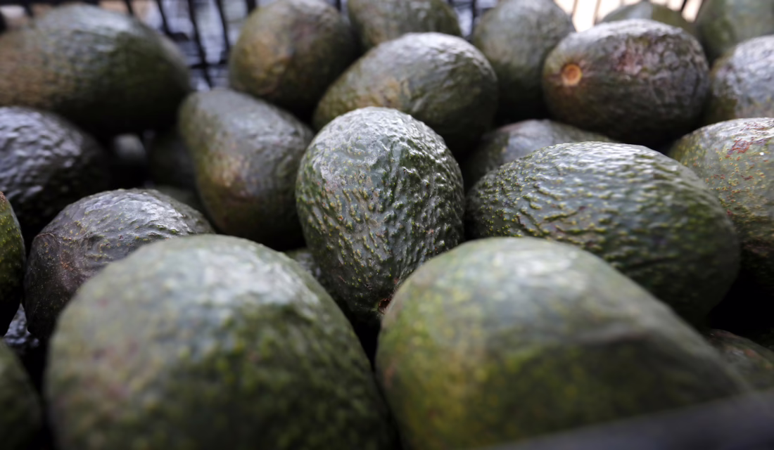 Aguacate mexicano rompe récord de exportación rumbo al Super