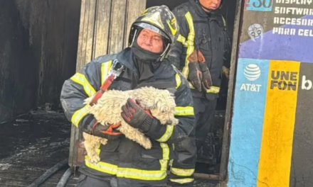 Fuerte incendio arrasa inmueble y vehículos en Iztapalapa; rescatan a cinco perros