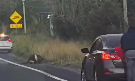 Video:Percance vial en la Xalapa-Veracruz: Semoviente muere tras ser impactado por vehículo