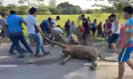 Video: Se accidenta tráiler cargado con ganado, actos de rapiña