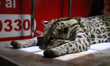 ¡Atropellaron a un ocelote en Oaxaca!