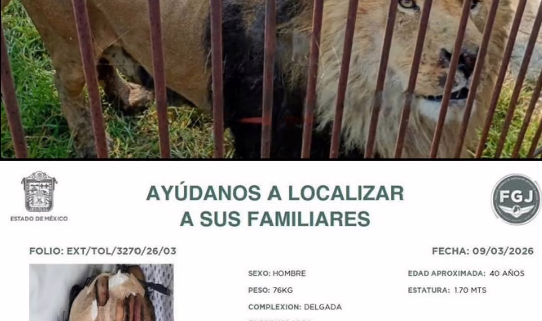 Hombre herido tras liberar a seis leones en refugio de Ocoyoacac; presuntamente estaba ebrio