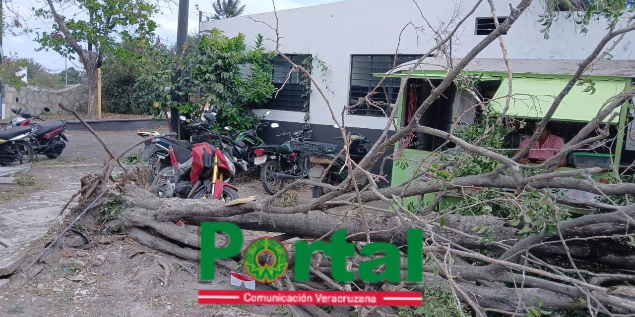 Cae árbol de grandes dimensiones en terminal de autobuses en La Cumbre