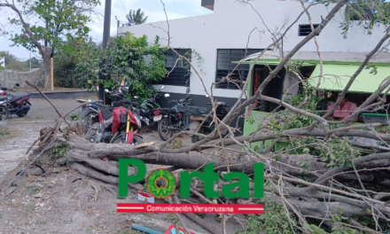 Cae árbol de grandes dimensiones en terminal de autobuses en La Cumbre