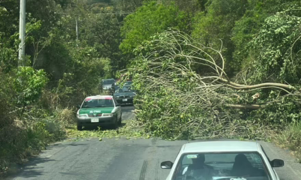 Obstrucción vial en la carretera Xalapa-Actopan: Cae rama de gran tamaño cerca de Chicuasén
