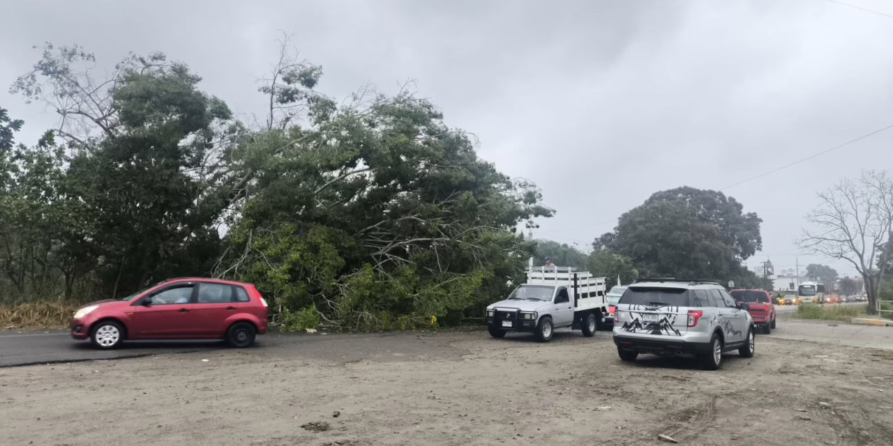 Frente Frío 41 causa estragos en Martínez de la Torre: Vientos derriban árboles