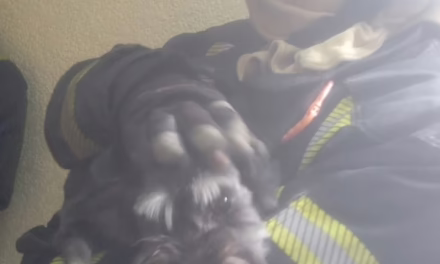 Bomberos rescatan a Perro durante incendio en la CDMX