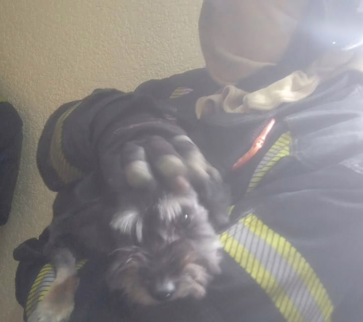 Bomberos rescatan a Perro durante incendio en la CDMX