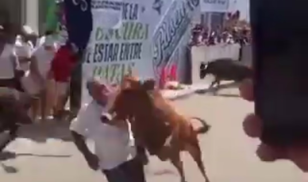 VIDEO:TORO EMBISTE A HOMBRE DURANTE FERIA SAN JOSÉ EN LAS DELICIAS