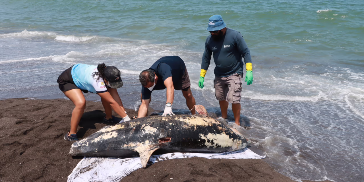 Hemorragia por lesión traumática, causa de muerte de delfín en Alvarado: PMA