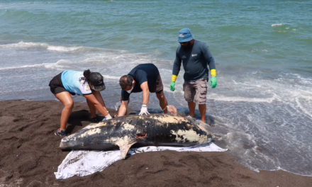 Hemorragia por lesión traumática, causa de muerte de delfín en Alvarado: PMA