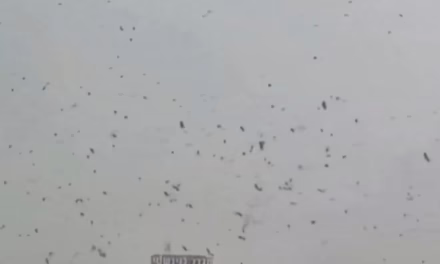 Video: Impresionante Parvada de cuervos sobre Tel Aviv