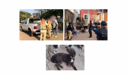 𝗖𝗲𝗿𝗼 𝘁𝗼𝗹𝗲𝗿𝗮𝗻𝗰𝗶𝗮 𝗮𝗹 𝗺𝗮𝗹𝘁𝗿𝗮𝘁𝗼 𝗮𝗻𝗶𝗺𝗮𝗹: 𝗙𝗶𝘀𝗰𝗮𝗹𝗶́𝗮 𝗱𝗲 𝗩𝗲𝗿𝗮𝗰𝗿𝘂𝘇 𝗮𝘀𝗲𝗴𝘂𝗿𝗮 𝗼𝗰𝗵𝗼 𝗰𝗮𝗻𝗶𝗻𝗼𝘀 𝗲𝗻 𝗰𝗮𝘁𝗲𝗼 𝗲𝗻 𝗖𝗼𝗮𝘁𝘇𝗮𝗰𝗼𝗮𝗹𝗰𝗼𝘀