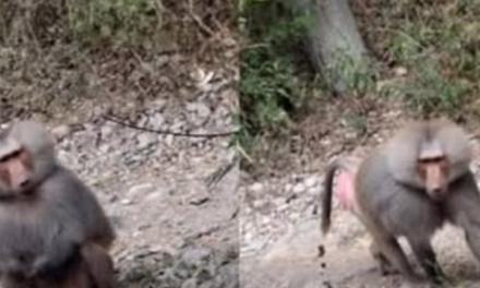 Video:Reportan Mandril en Zona de Los Cavazos en Santiago, Nuevo León