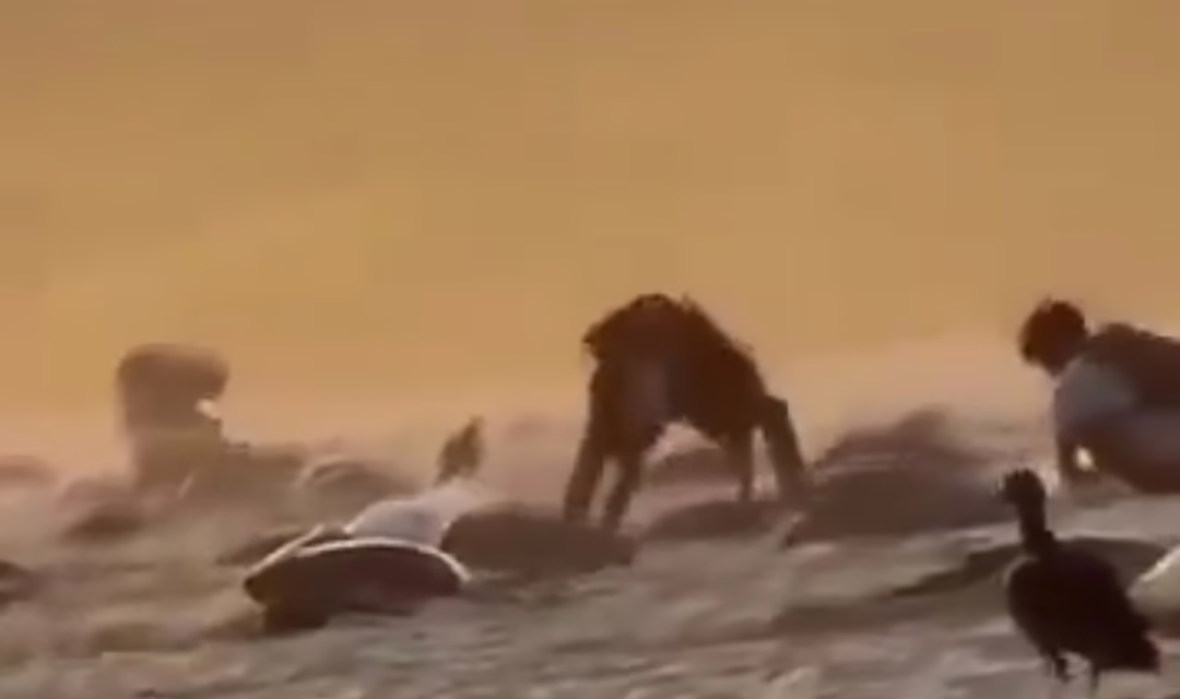 Exhiben saqueo de huevos de tortuga en Playa Escobilla, Oaxaca