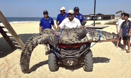 Capturan cocodrilo en playa Bacocho de Puerto Escondido Oaxaca 