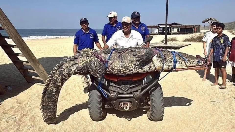 Capturan cocodrilo en playa Bacocho de Puerto Escondido Oaxaca 