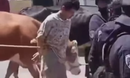 VIDEO: Amarran y pasean por calles de San Andrés Calpan a ladrón de ganado