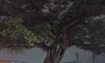 Hombre trepa a un árbol y moviliza a cuerpos de emergencia en Xalapa