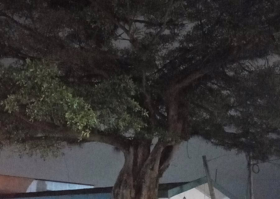Hombre trepa a un árbol y moviliza a cuerpos de emergencia en Xalapa
