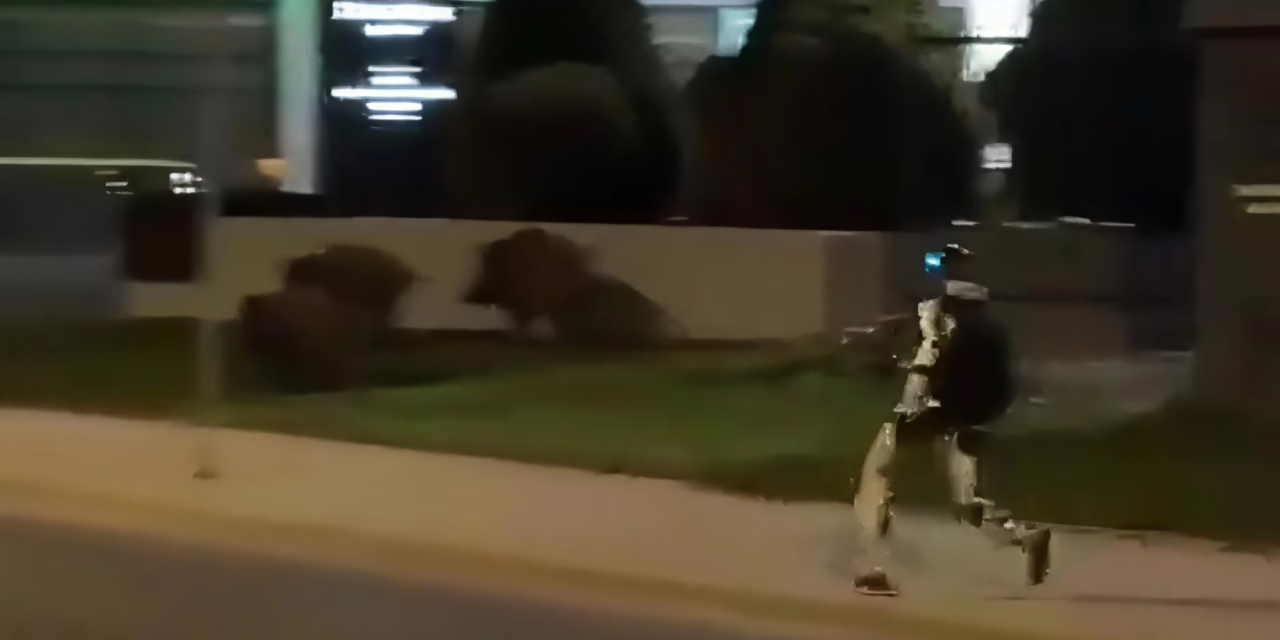 Robot humanoide se vuelve viral tras “ahuyentar” jabalíes en Varsovia