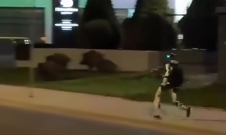Robot humanoide se vuelve viral tras “ahuyentar” jabalíes en Varsovia